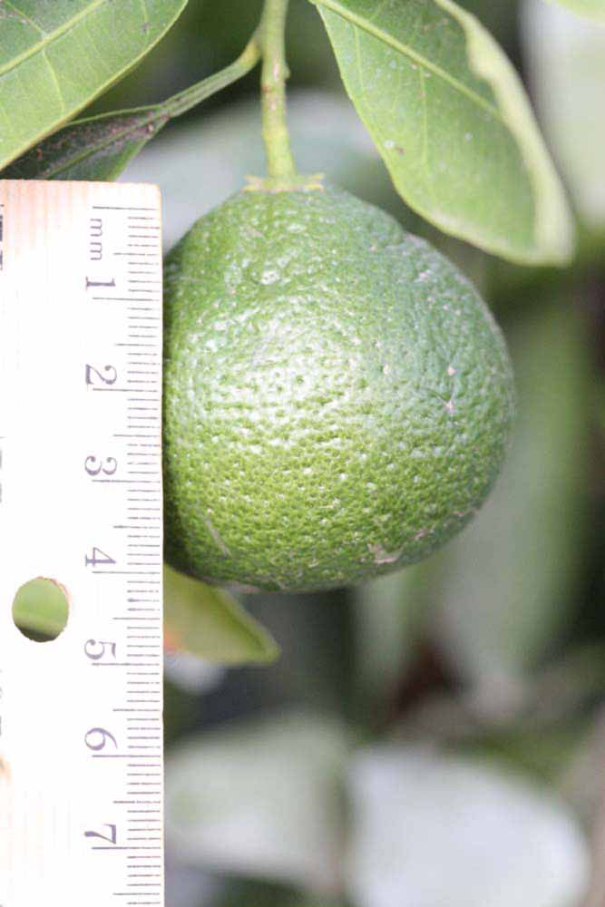            Immature fruit (Riverside, CA)   